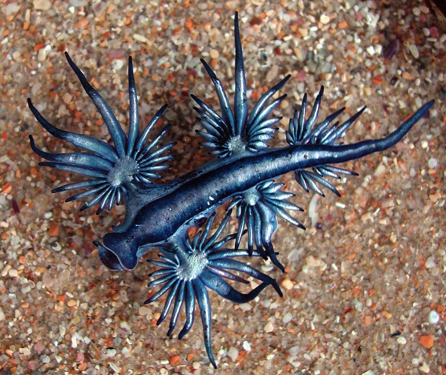 [Image: the-blue-dragon-mollusk-of-the-sea-nature-picture.jpg]